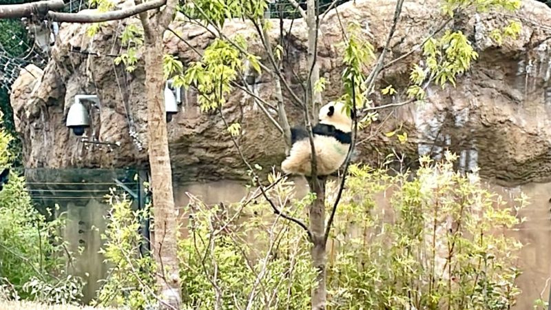 パンダ母子観覧チケット当選🌸上野動物園に行ってきました