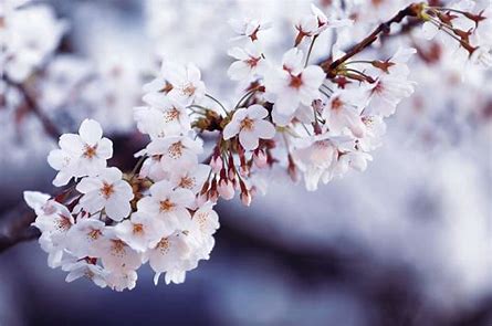 慶應女子　桜