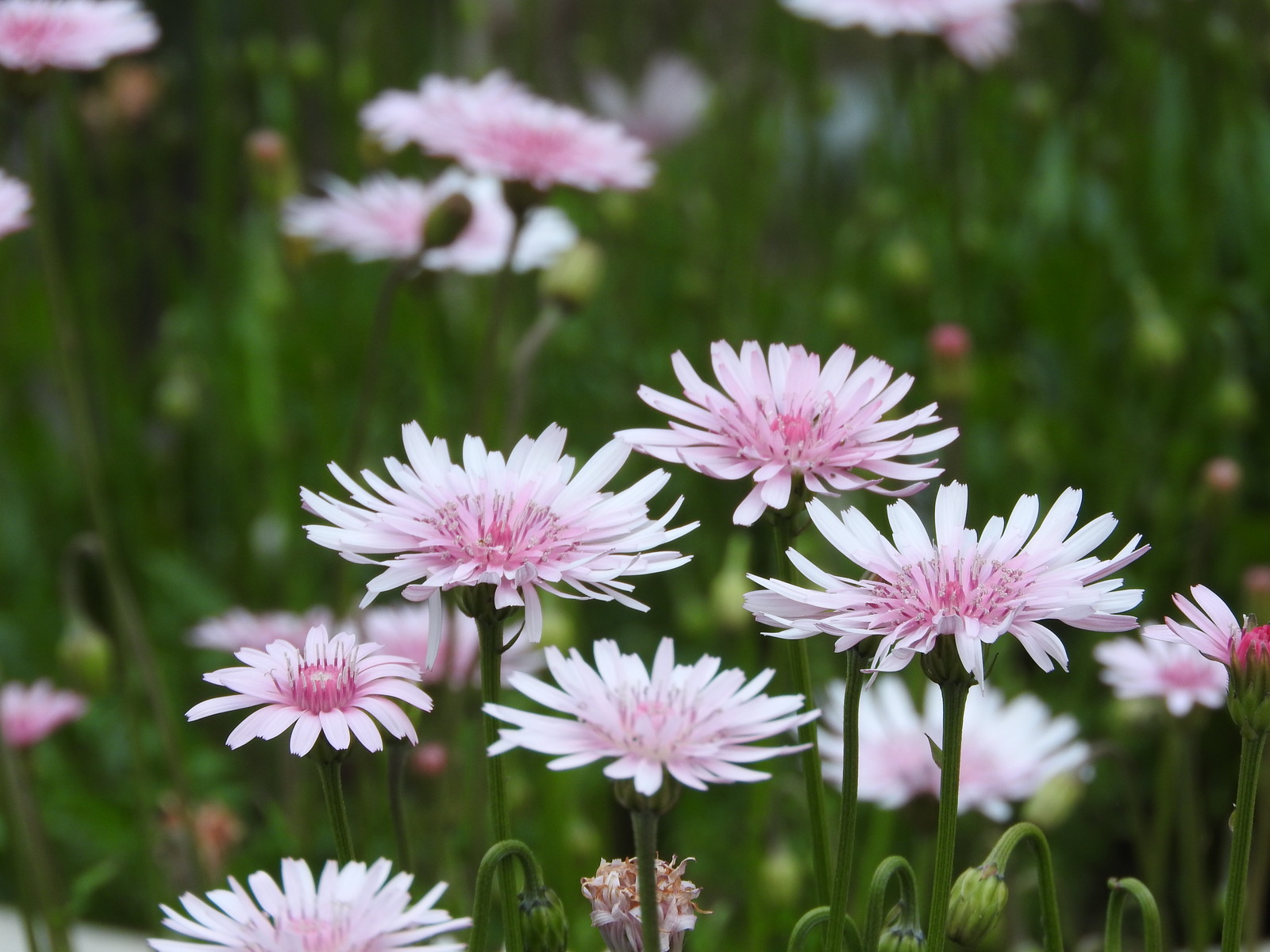 【中学受験】今だからできる！理科勉強法・克服法　生物編