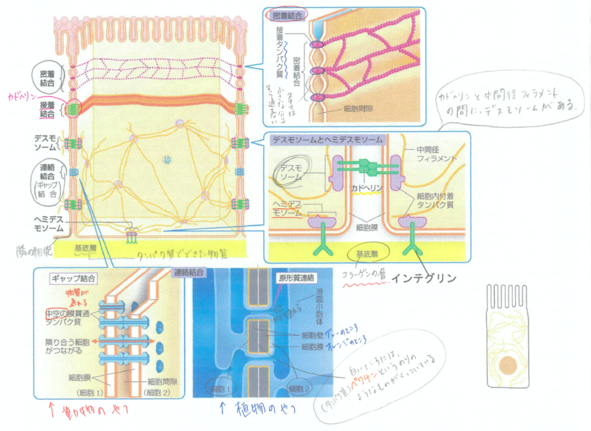 ギャップ結合