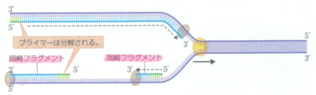 詳しい複製の過程⑥