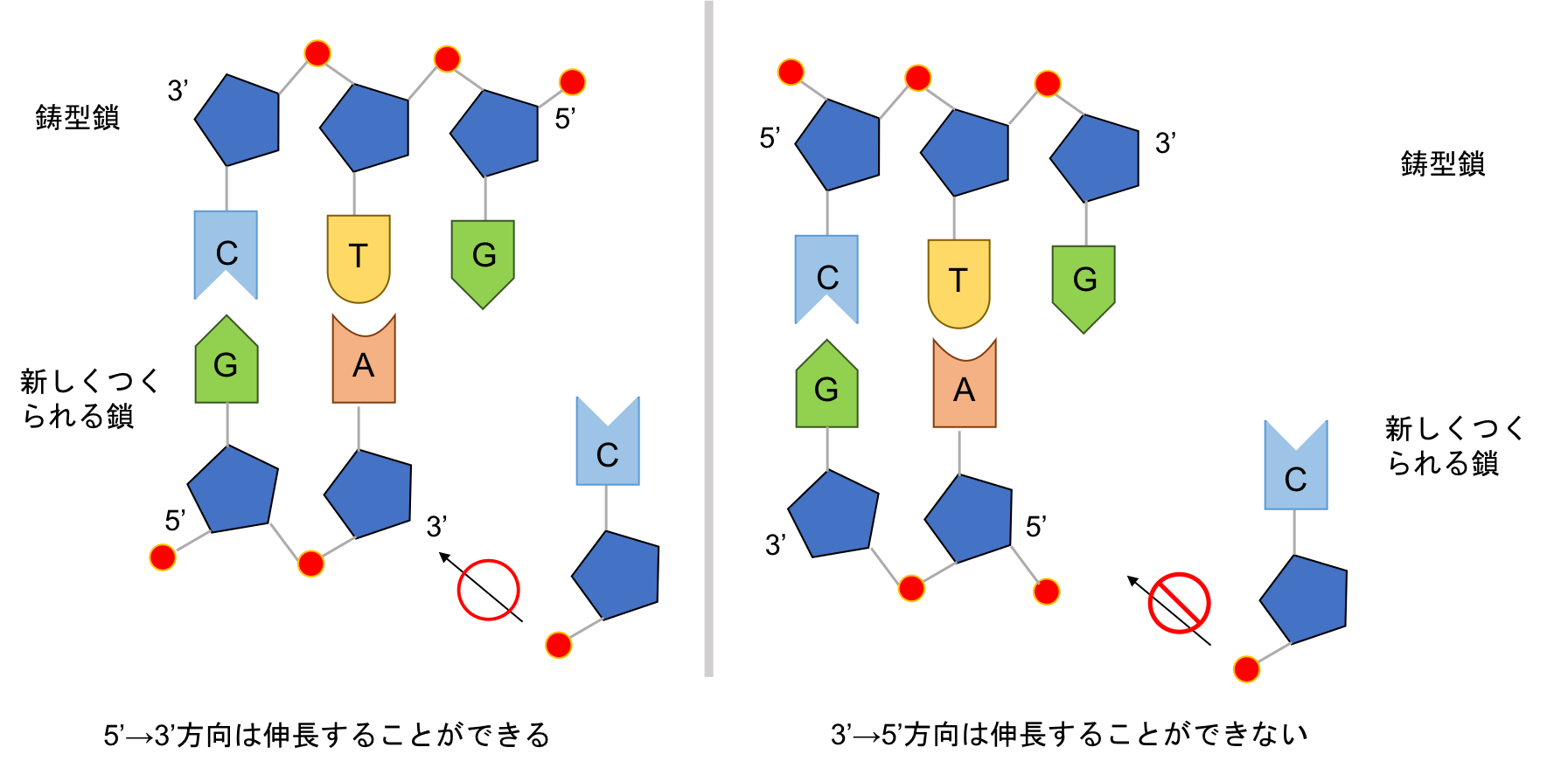 5'→3'方向と3'→5'方向の伸長について