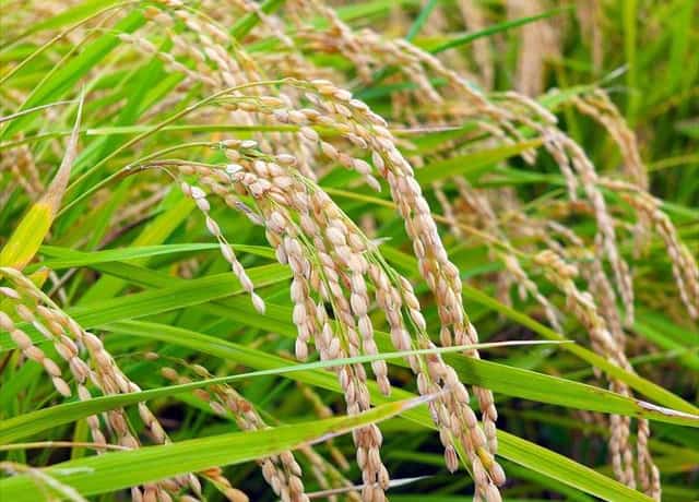 難関中学でプラス10点取るための米づくりのポイント