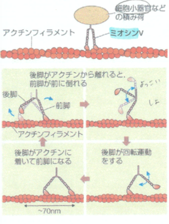 ミオシンの結合の過程