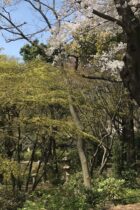 学校内に川？ヤギやタヌキがいる？武蔵中学校の豊かな自然と、自然を活かした「本物教育」