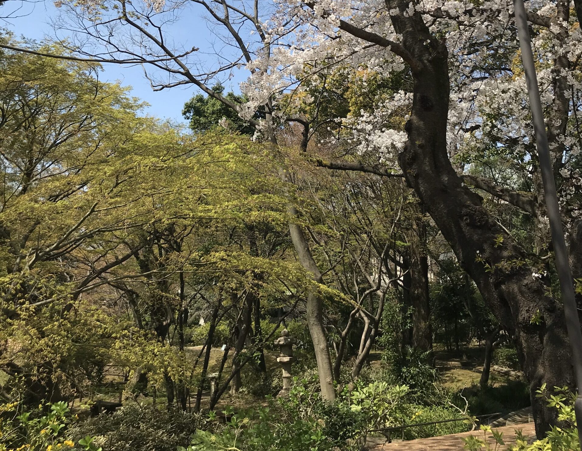 学校内に川？ヤギやタヌキがいる？武蔵中学校の豊かな自然と、自然を活かした「本物教育」