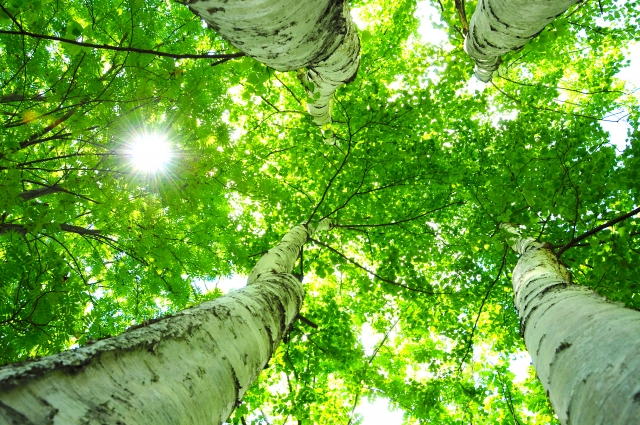 論説文問題読解〜高橋敬一『昆虫にとってコンビニとは何か？』〜[中学受験国語過去問解説シリーズ]