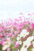てこと力のつり合い～浮力と力のつり合いを使った複合問題に挑戦しよう！～