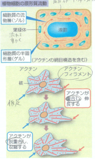 アメーバ運動