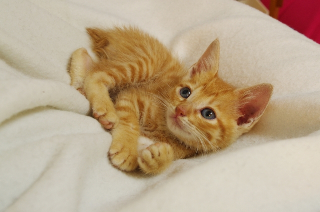 小説問題読解〜佐藤多佳子『タマネギねこ』〜[中学受験国語過去問解説シリーズ]