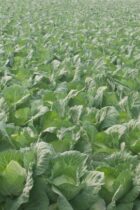これだけ覚えれば大丈夫！難関中学合格のための野菜づくりのポイント