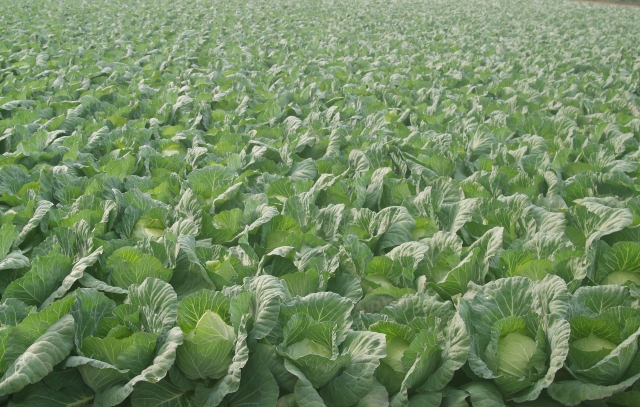 これだけ覚えれば大丈夫！難関中学合格のための野菜づくりのポイント