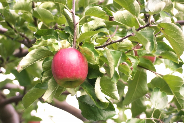 絶対におさえておきたい！くだもの・工芸作物の3つのポイント