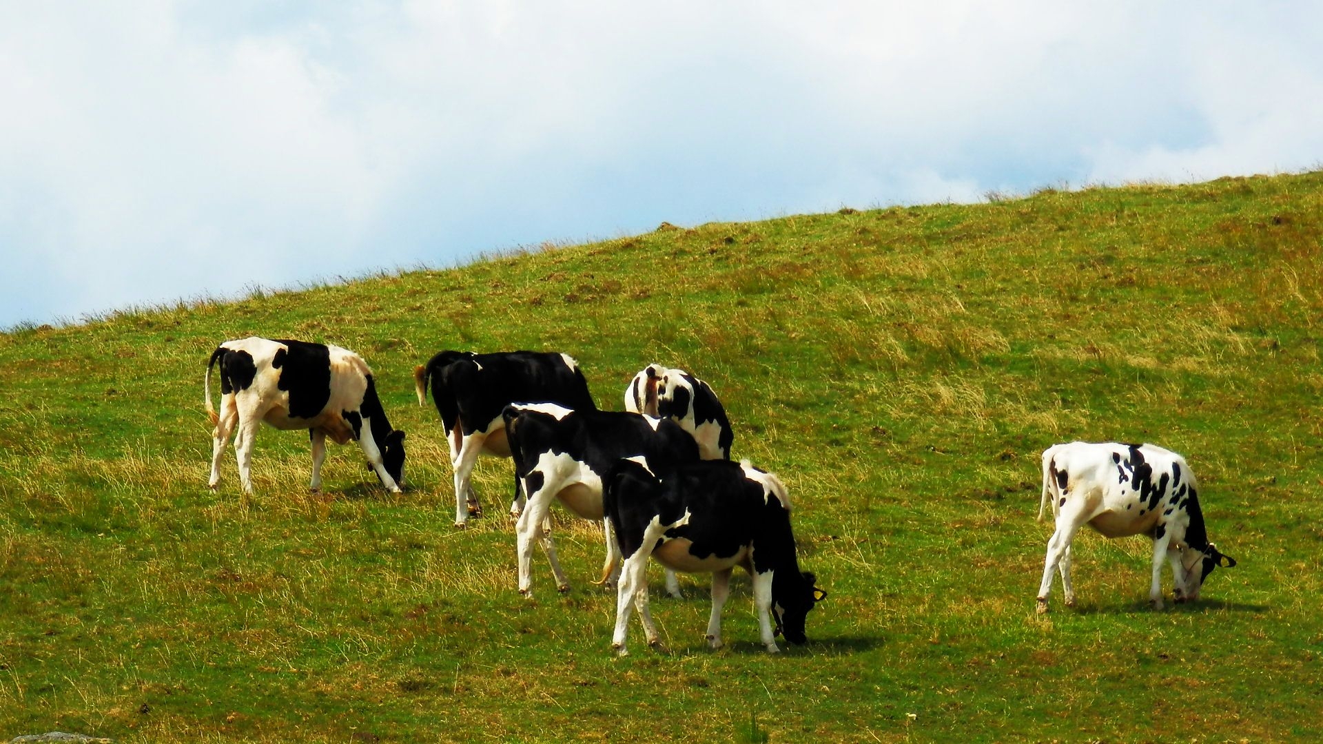 新小学6年生必見！データでスッキリ整理[畜産業・農業についてのまとめと覚え方のポイント]