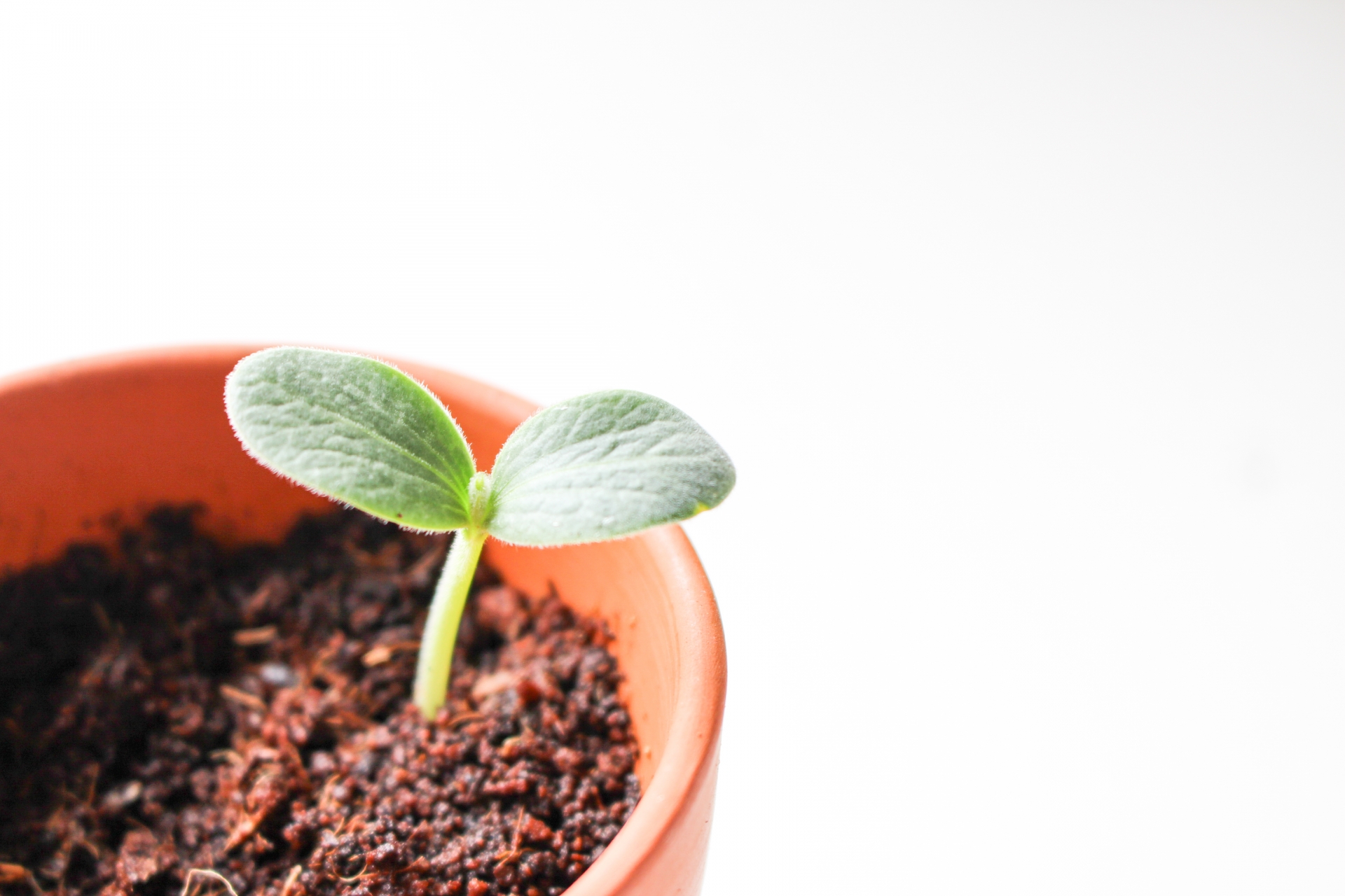 【卒業生に聞く！】3つの礎「聖書・国際・園芸」を掲げる恵泉女学園、どんな学校だった？