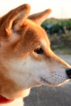 【中学受験頻出】ことわざ・慣用句まとめ・意味解説〜動物にまつわることわざ・慣用句〜