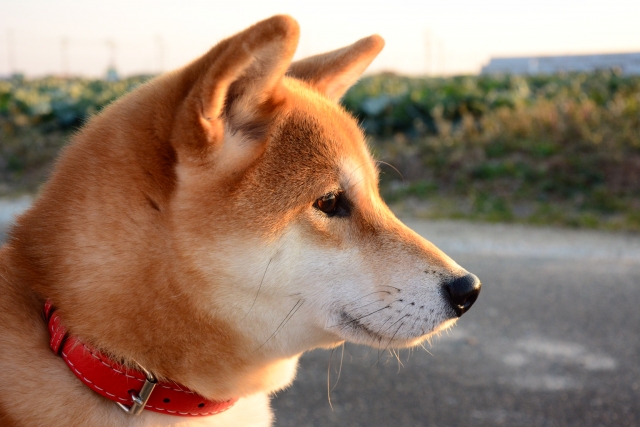 【中学受験頻出】ことわざ・慣用句まとめ・意味解説〜動物にまつわることわざ・慣用句〜