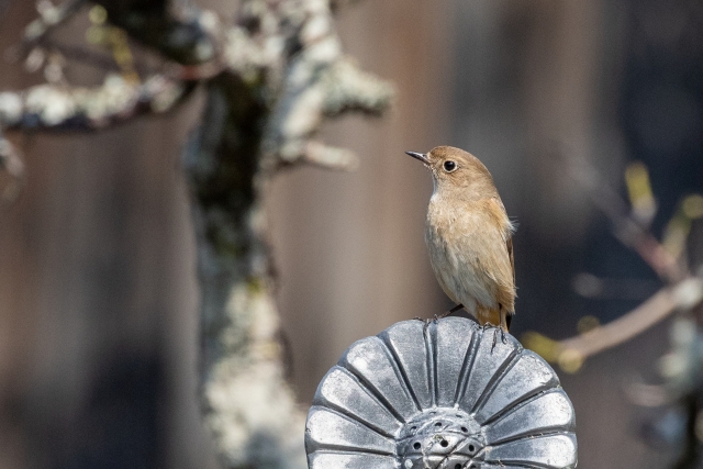 【大学受験】過去問題〜古典問題読解・解説〜日記文学『蜻蛉日記』藤原道綱母