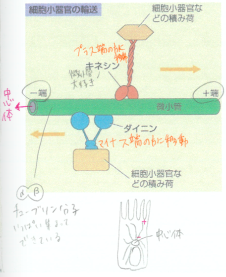 ダイニンとキネシン