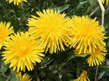 中学受験・理科　生物の勉強法～苦手な人への処方箋