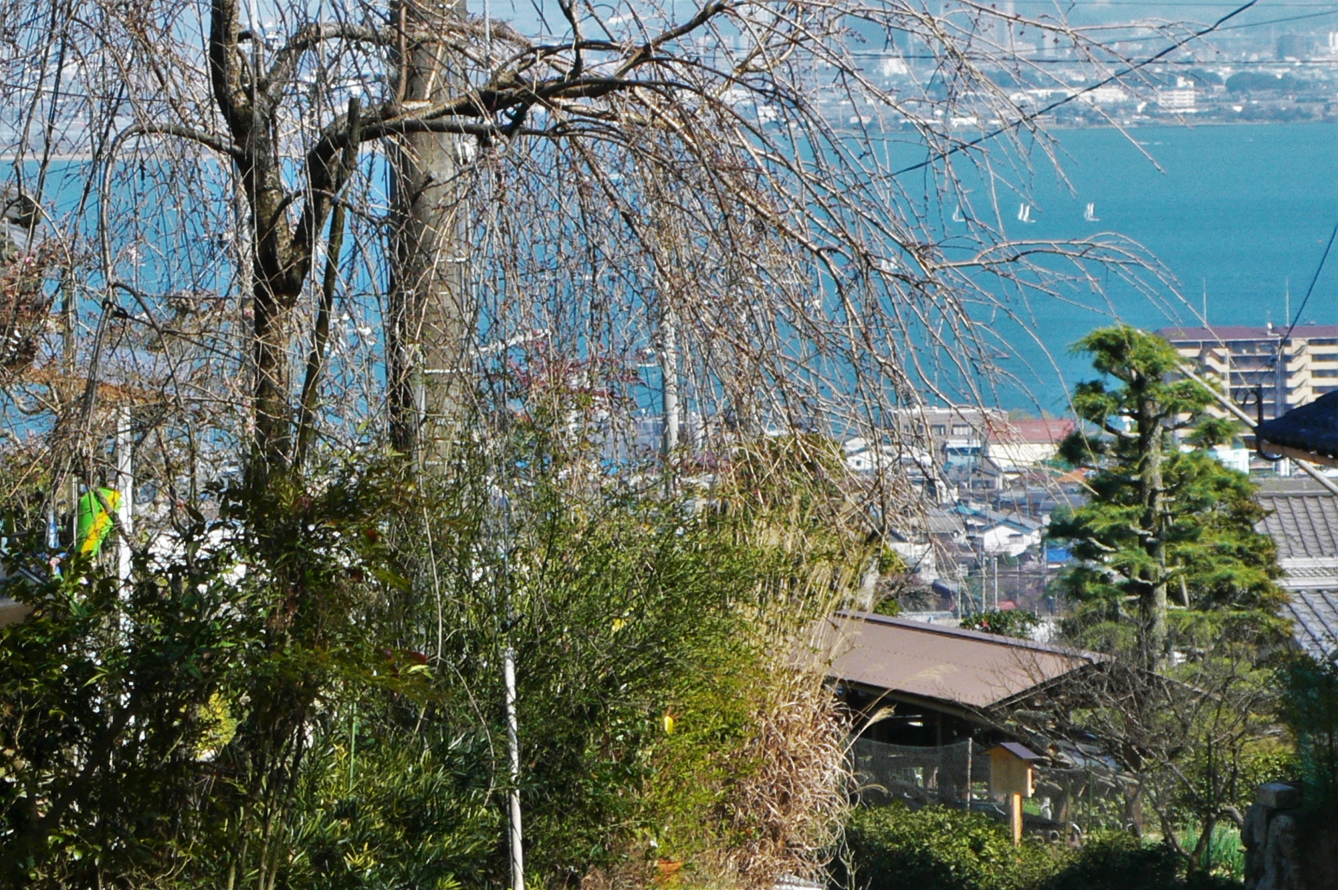 【中学受験】古代の社会を整理しよう～飛鳥時代②