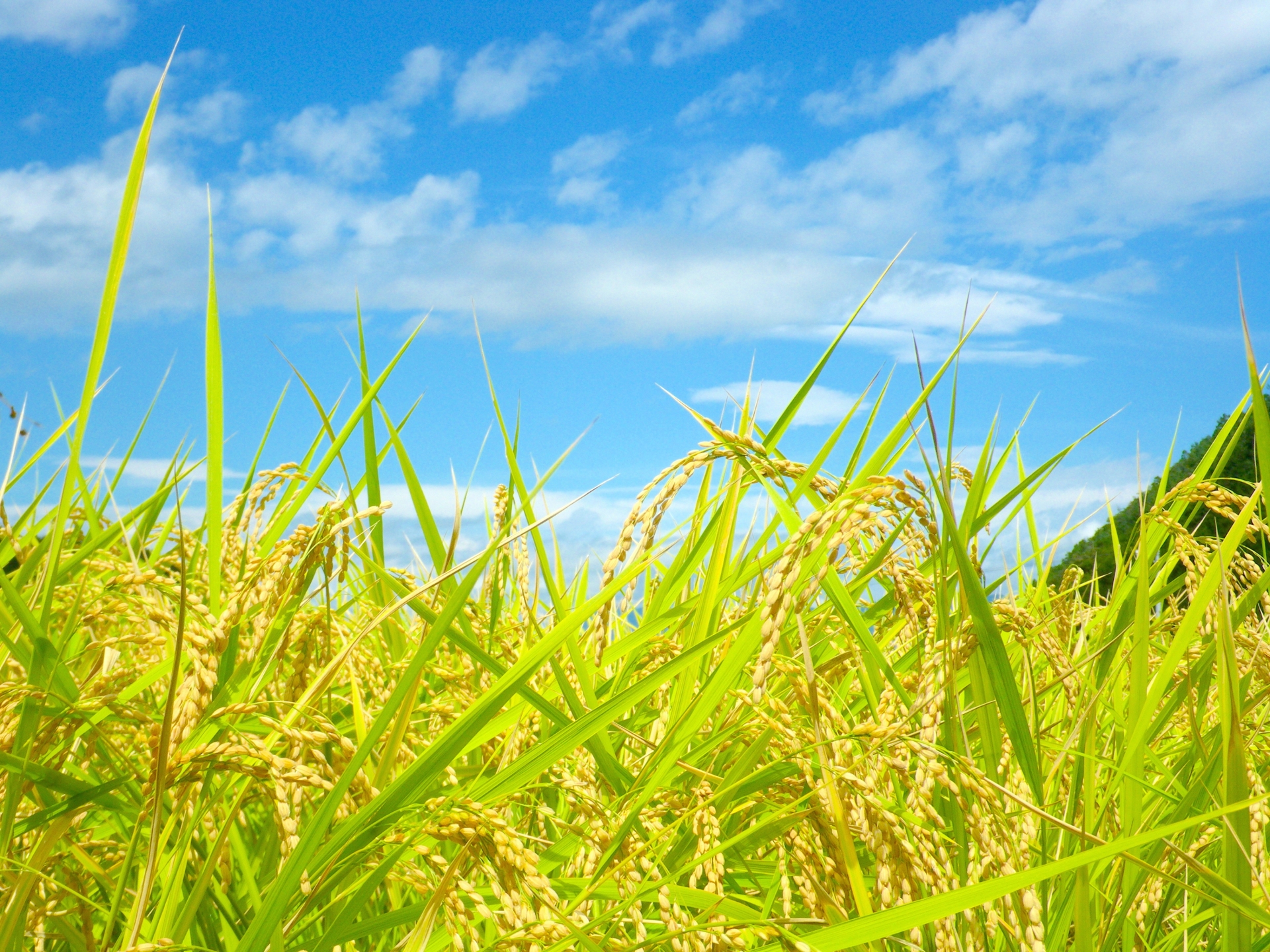 【中学受験】地図上で確認しておきたい！コメの生産高トップ５