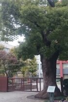 これで解決！海城中学校国語の特徴と対策法を徹底検証！