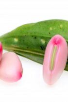 中学受験・理科　植物、動物をどう関連付けて覚える？確実に点を取る方法