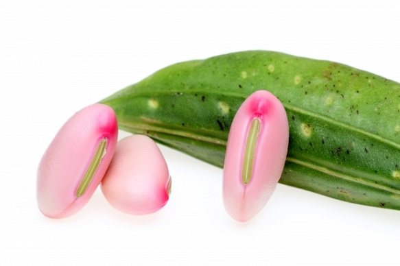 中学受験・理科　植物、動物をどう関連付けて覚える？確実に点を取る方法