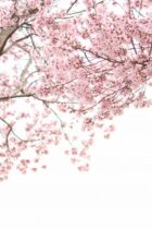 中学受験パパの中学校訪問記～男子校・共学校編