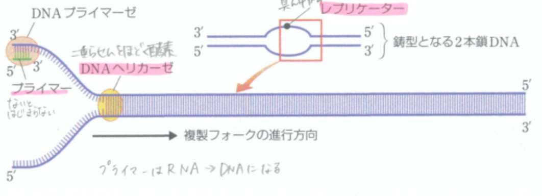 詳しい複製の過程①、②