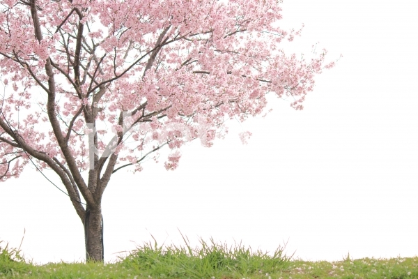 春休みは絶好の復習チャンス！この機会にすべきこと3選