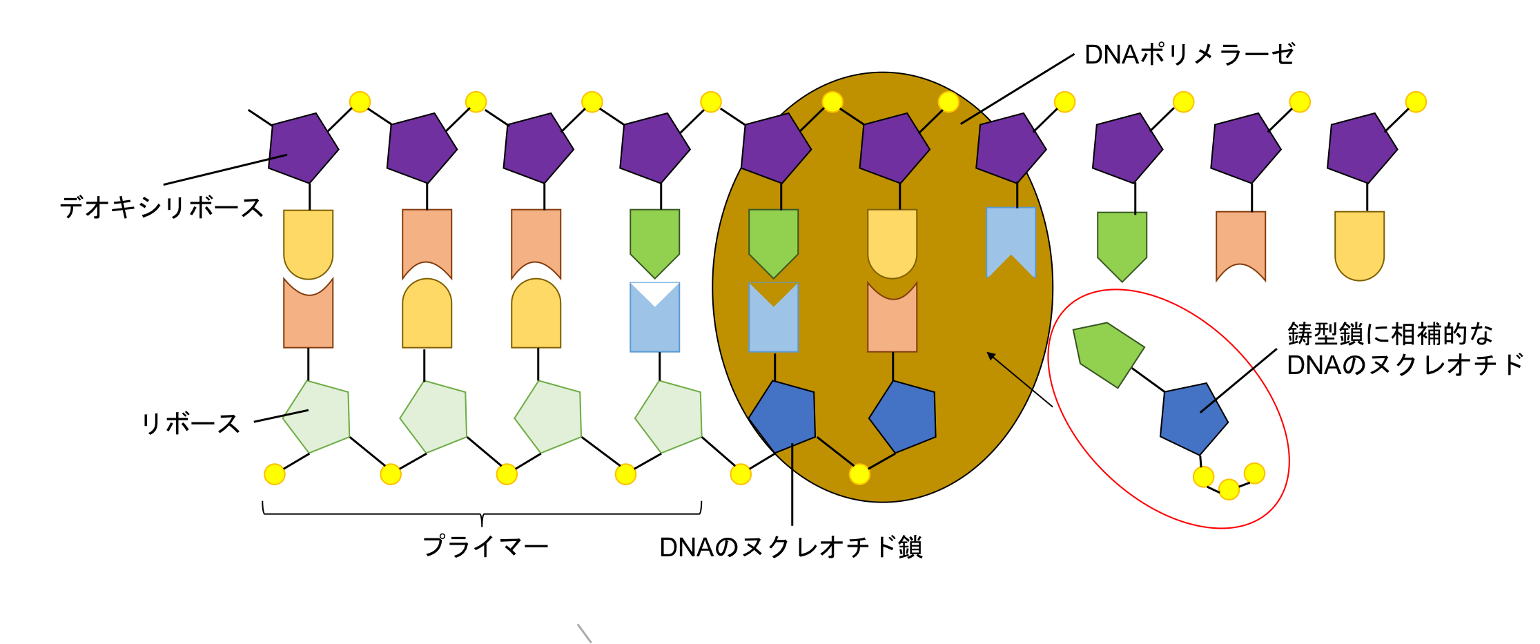 詳しい複製の過程③、④