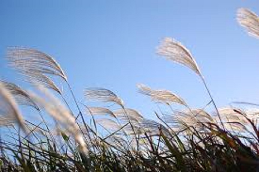 理科で間違えやすい「風」を攻略するポイントは？