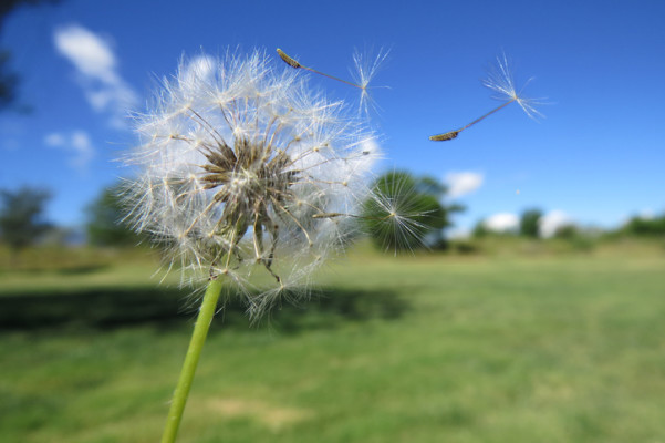 よく見るけど名前はわからない？「春の植物」を学ぼう
