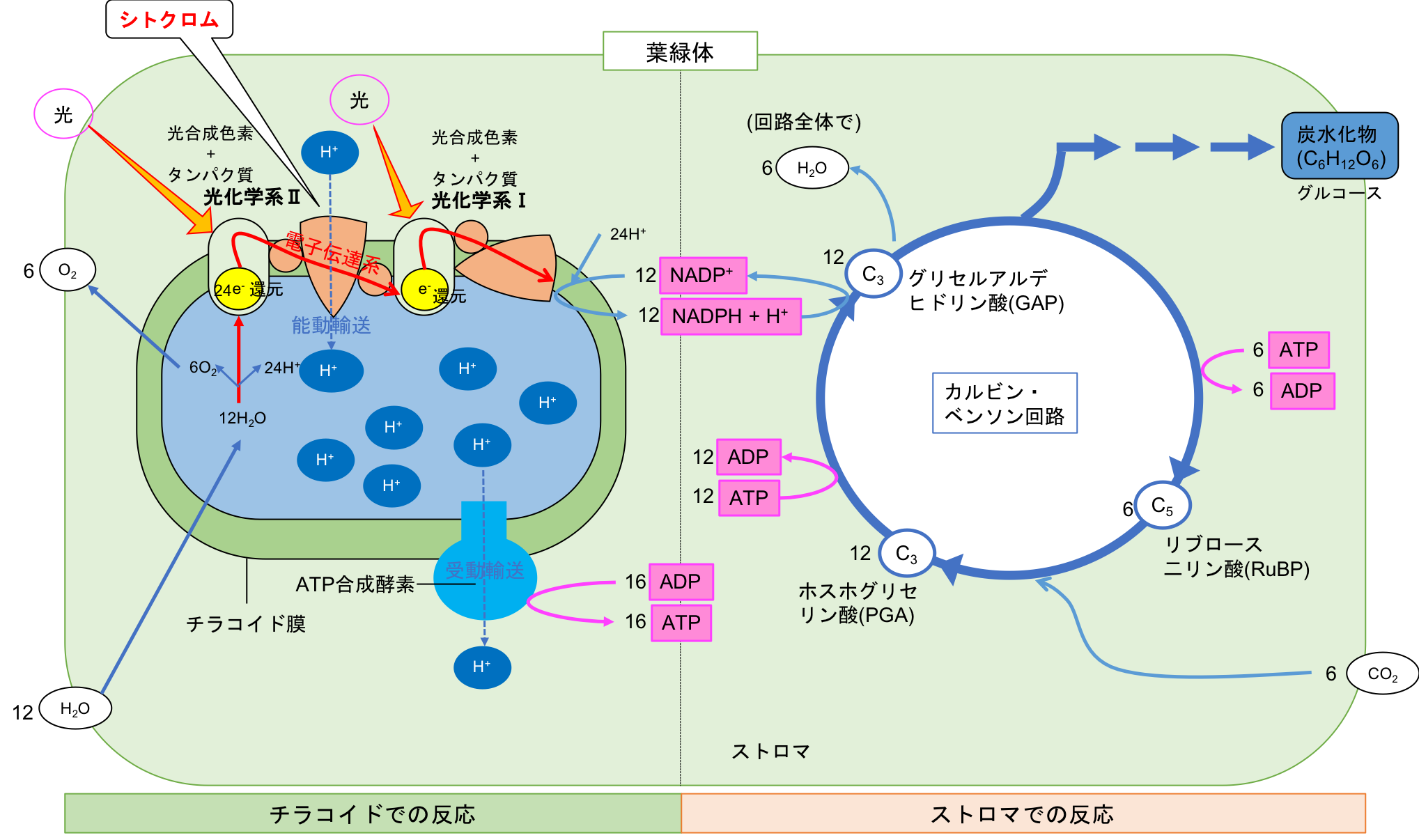 光合成 のしくみ