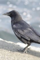 【中学受験・理科】こうすれば成績が上がる！生物分野の偏差値を１０上げる方法は？