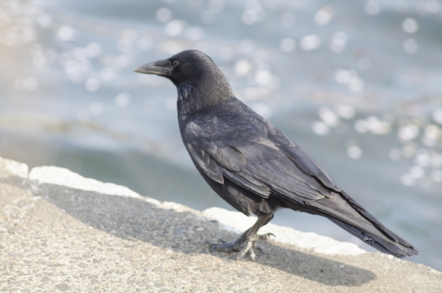 【中学受験・理科】こうすれば成績が上がる！生物分野の偏差値を１０上げる方法は？
