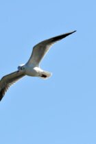 季節の変化と一緒に覚える！こん虫・動物のようす