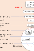 生物を基礎からわかりやすく！他の呼吸基質と呼吸商について【呼吸商の実験の例題・解説付き】