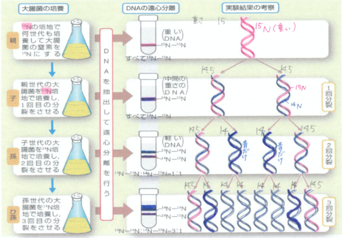 DNAの半保存的複製の証明実験
