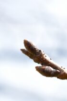 中学受験・理科　植物の一生を理解するには？学習のポイント