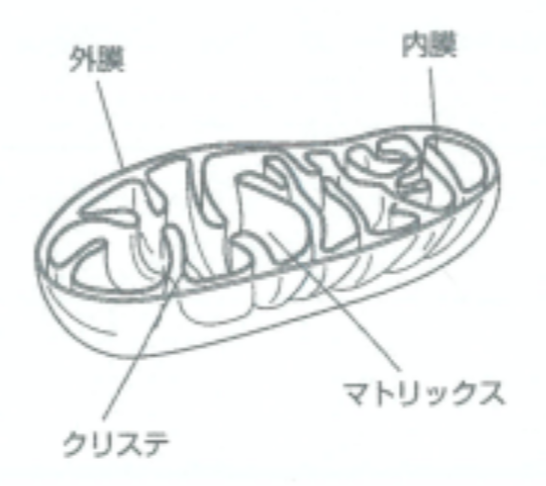 ミトコンドリアの構造