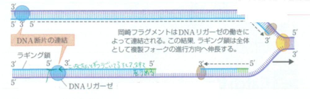 詳しい複製の過程⑦