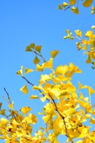 日本有数の伝統的男子校「慶應義塾高校」！自由な学風で知られる高校、通称「塾高」の特徴など