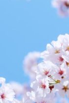 合否を左右する！親の中学受験に対する心構え