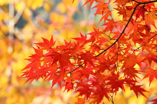 国語の「表現技法」7つをわかりやすく解説！比喩、対句法、反復法、呼びかけなど【無料プリントあり】